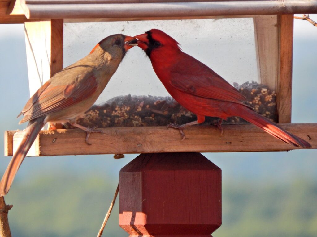 Breeding Northern Cardinals: Insights into Their Mating Rituals and Nesting Preferences