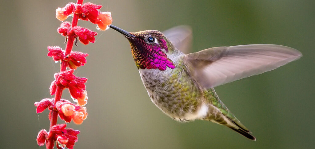 How to Support Anna's Hummingbird Breeding and Habitat Conservation