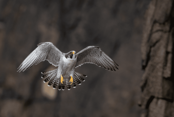Peregrine Falcons Breeding Guide- Techniques and Considerations for Success