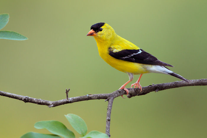 The Breeding Season of the American Goldfinch: Timing, Behavior, and Habitat Needs