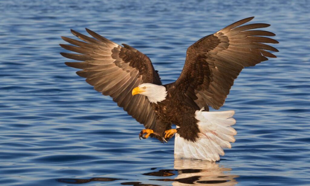 What Are the Key Steps in Breeding Bald Eagles in Captivity and the Wild?