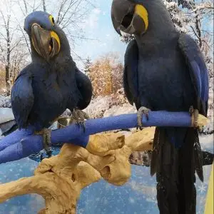 Hyacinth Macaws for Sale