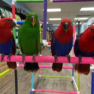 Eclectus Parrots for Sale Australia