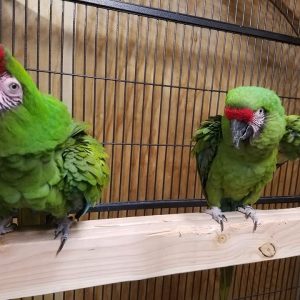 Military Macaws for Sale