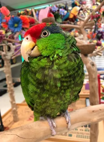 Mexican Red-Headed Amazons for Sale