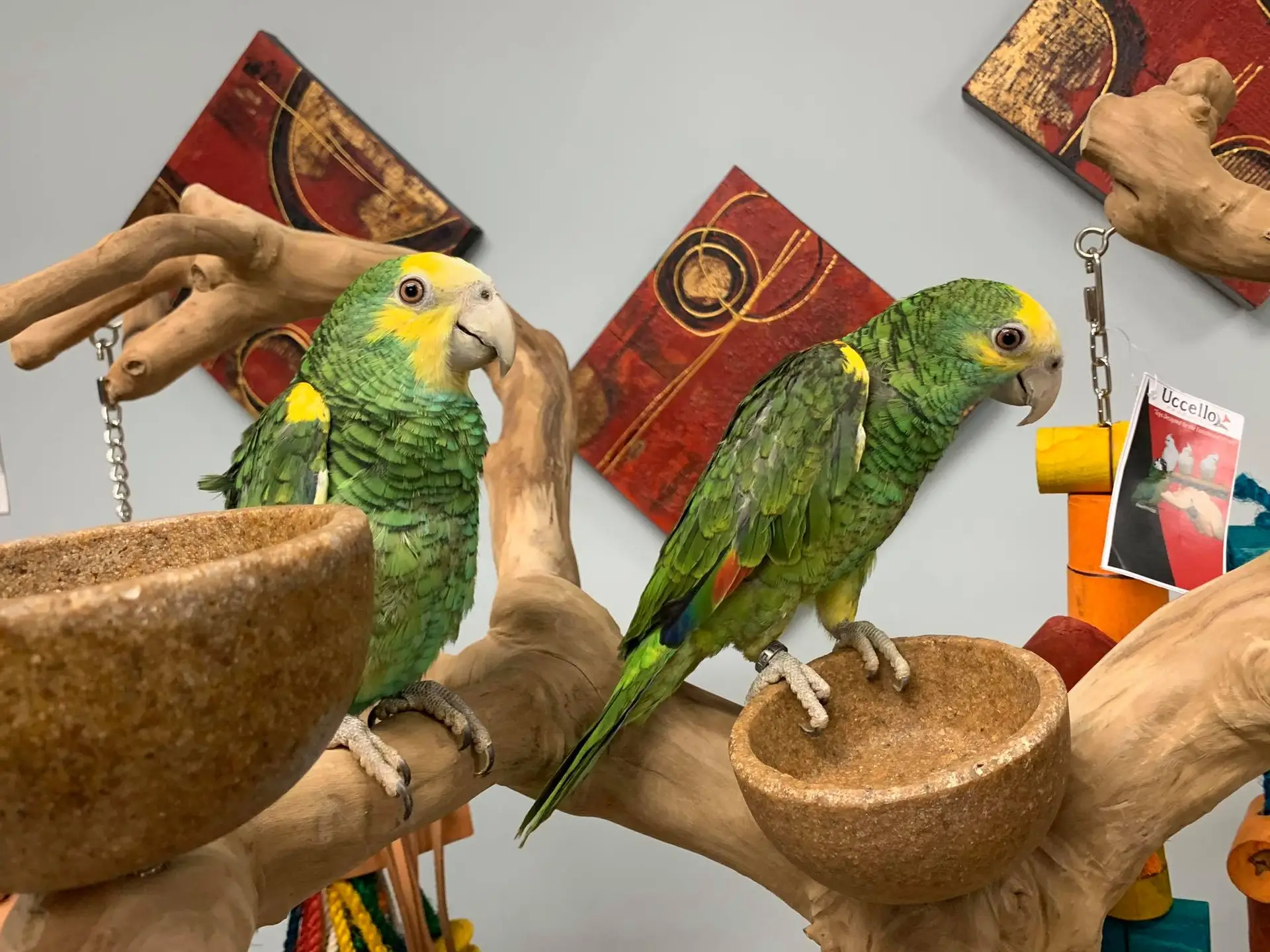 Yellow Shoulder Amazons for Sale