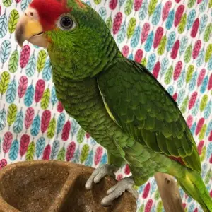 Mexican Red-Headed Amazons for Sale