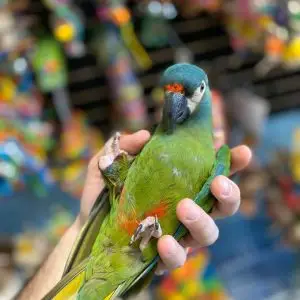 Illigers Macaws for Sale
