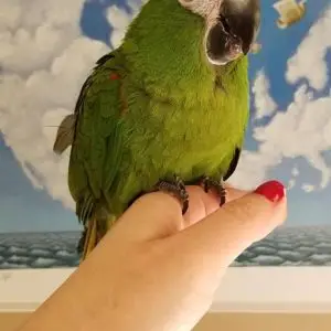 Hahns Macaws for Sale