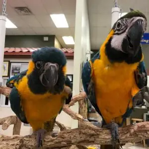 macaws for sale Australia