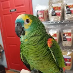Blue Front Amazons for Sale