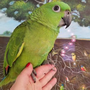 Yellow Naped Amazons for Sale