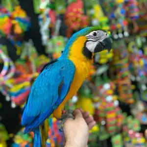 Blue and Gold Macaws for Sale