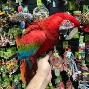 Green Wing Macaws for Sale