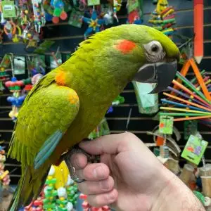 Amazon Parrots for Sale Australia