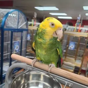 Double Yellow Head Amazons for Sale