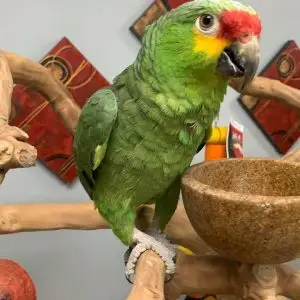 Red Lored Amazons for Sale