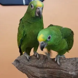 Panama Amazons for Sale