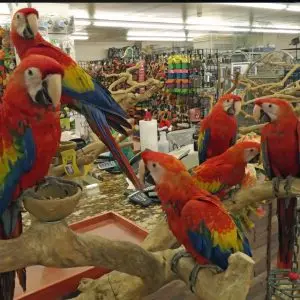 Scarlet Macaws for Sale