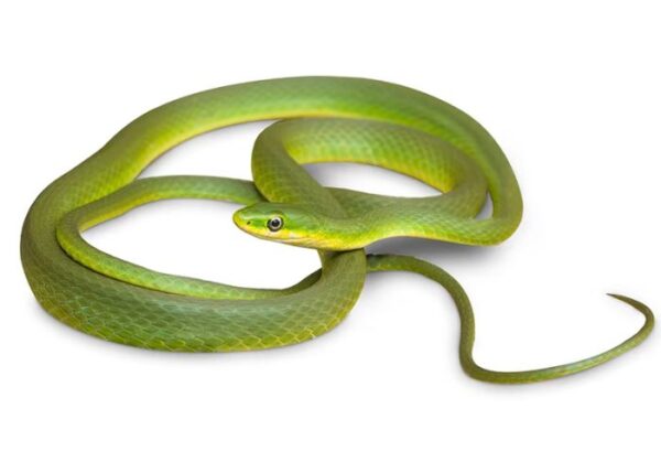 Green Grass Snakes for Sale