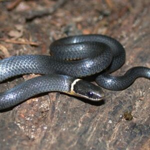 ringneck snake as pet