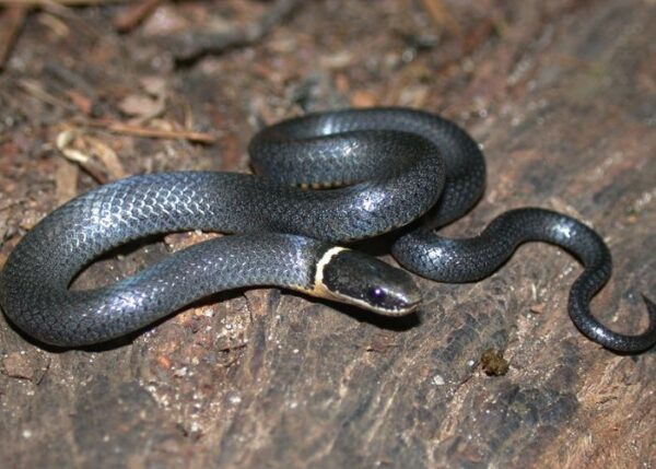 ringneck snake as pet