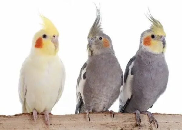Cockatiels for Sale Cheap