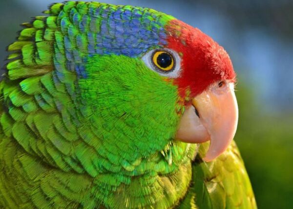 amazon parrot for sale