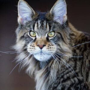 maine coon cats for sale