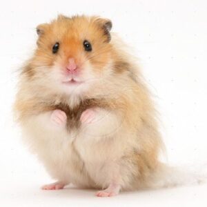 Long Haired Syrian Hamster Characteristics