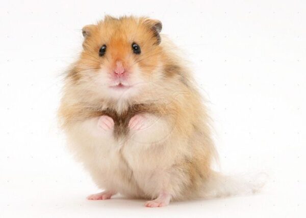 Long Haired Syrian Hamster Characteristics