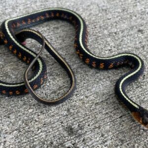 garter snakes for sale
