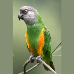 Senegal Parrot for Adoption