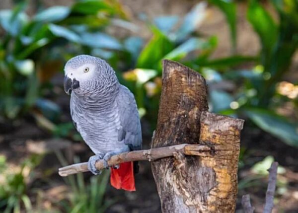 How to Order African Grey Parrot Online