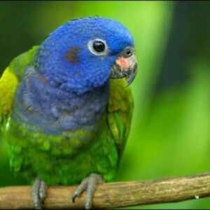 Pionus Parrot Lifespan: