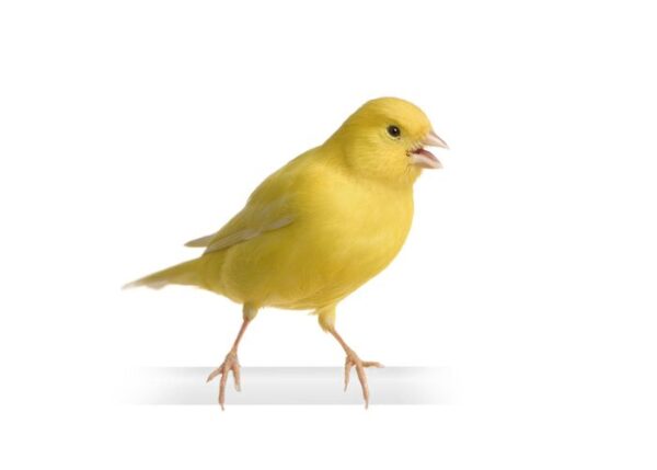 where to buy a canary