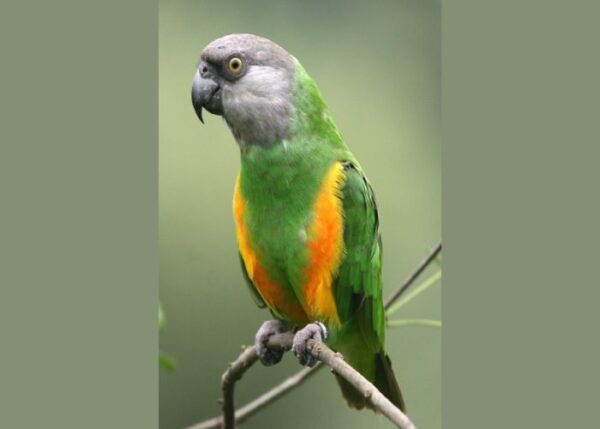 Senegal Parrot for Adoption