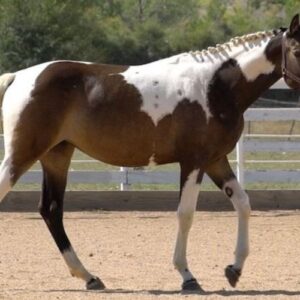 Pinto Horse for Sale