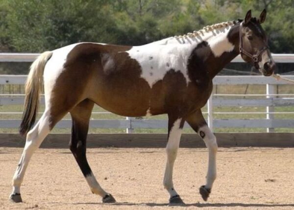 Pinto Horse for Sale
