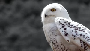 Breeding Snowy Owls: Strategies for Conservation and Care in Captive Environments