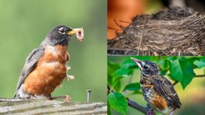 How Do American Robins Choose Their Mates and Nesting Sites?