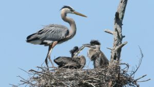 Nesting and Breeding Patterns of the Great Blue Heron: An In-Depth Look