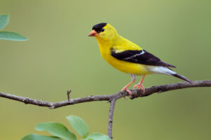 The Breeding Season of the American Goldfinch: Timing, Behavior, and Habitat Needs