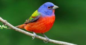 The Lifecycle of the Painted Bunting- From Courtship to Nesting
