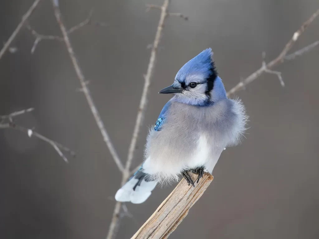Understanding Blue Jay Breeding Habits: What You Need to Know